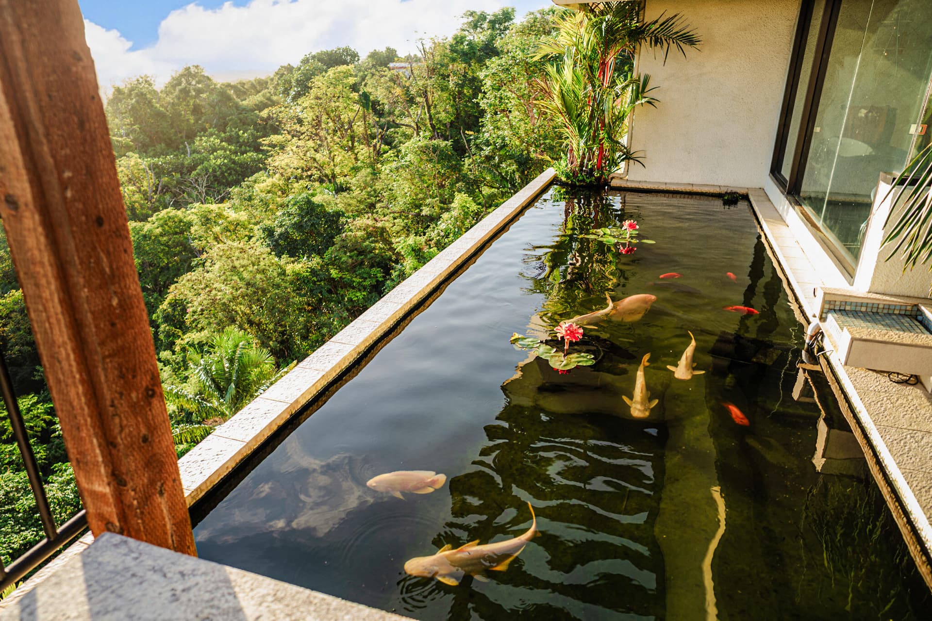 Koi Pond